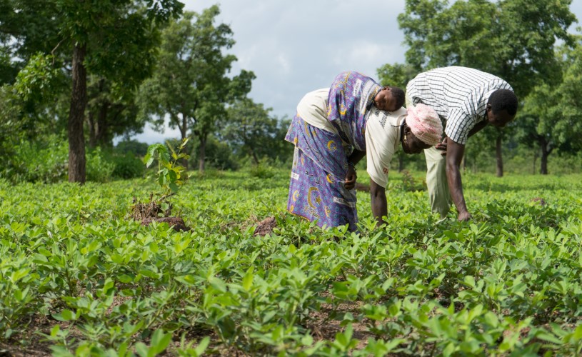 Ein Mann und eine Frau arbeiten auf einem Feld. Die Frau hat ein Kleinkind auf dem Rücken.